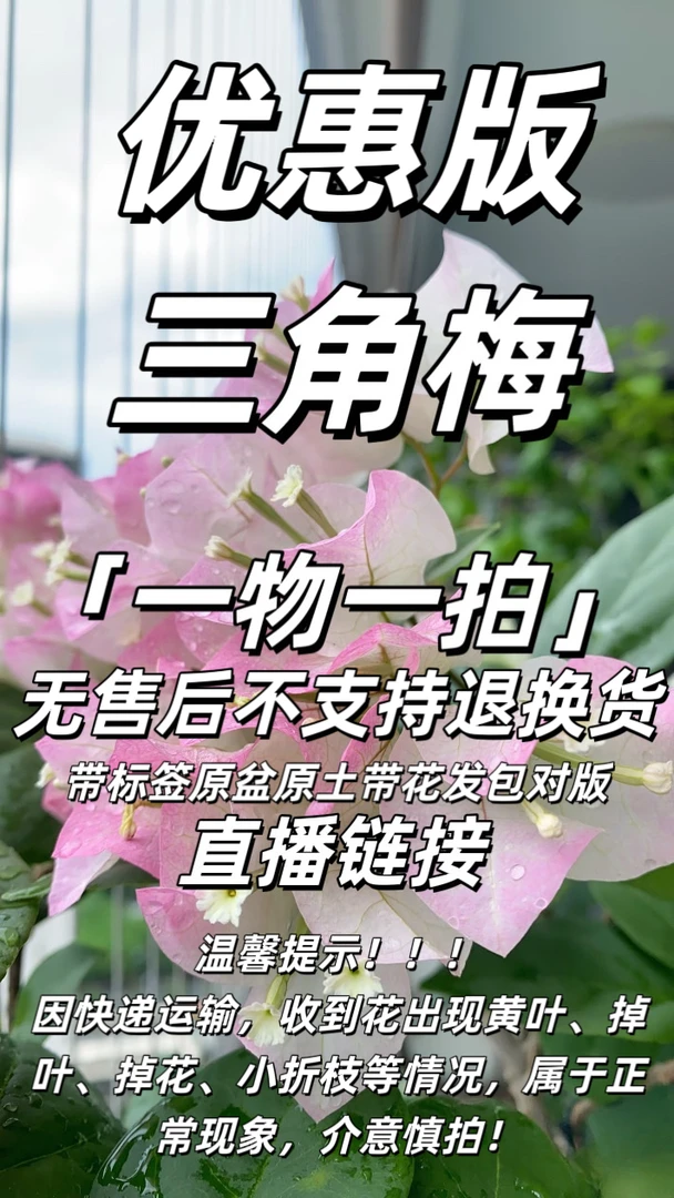 「一物一拍」优惠版无售后三角梅