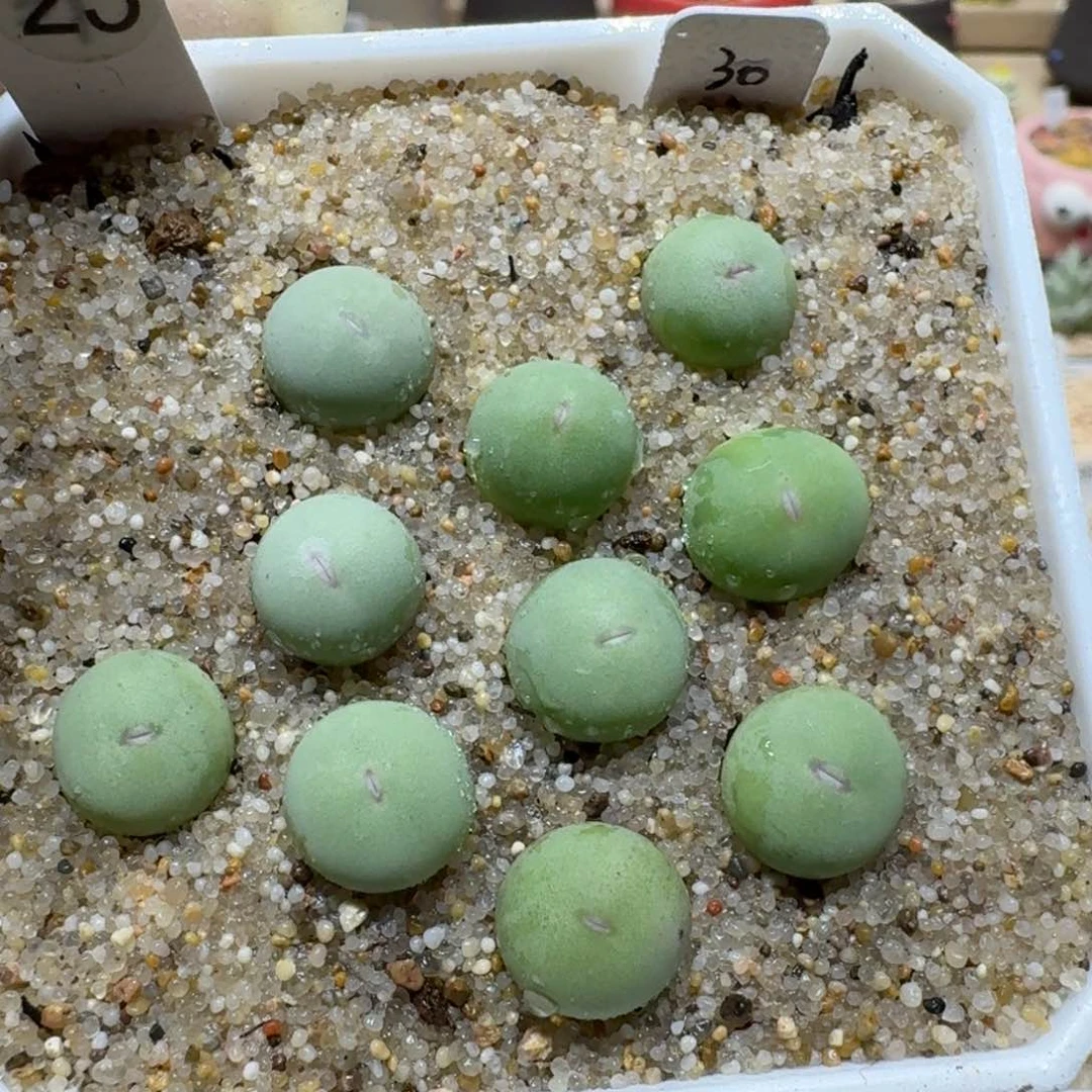 0121-58鸽子蛋整盆