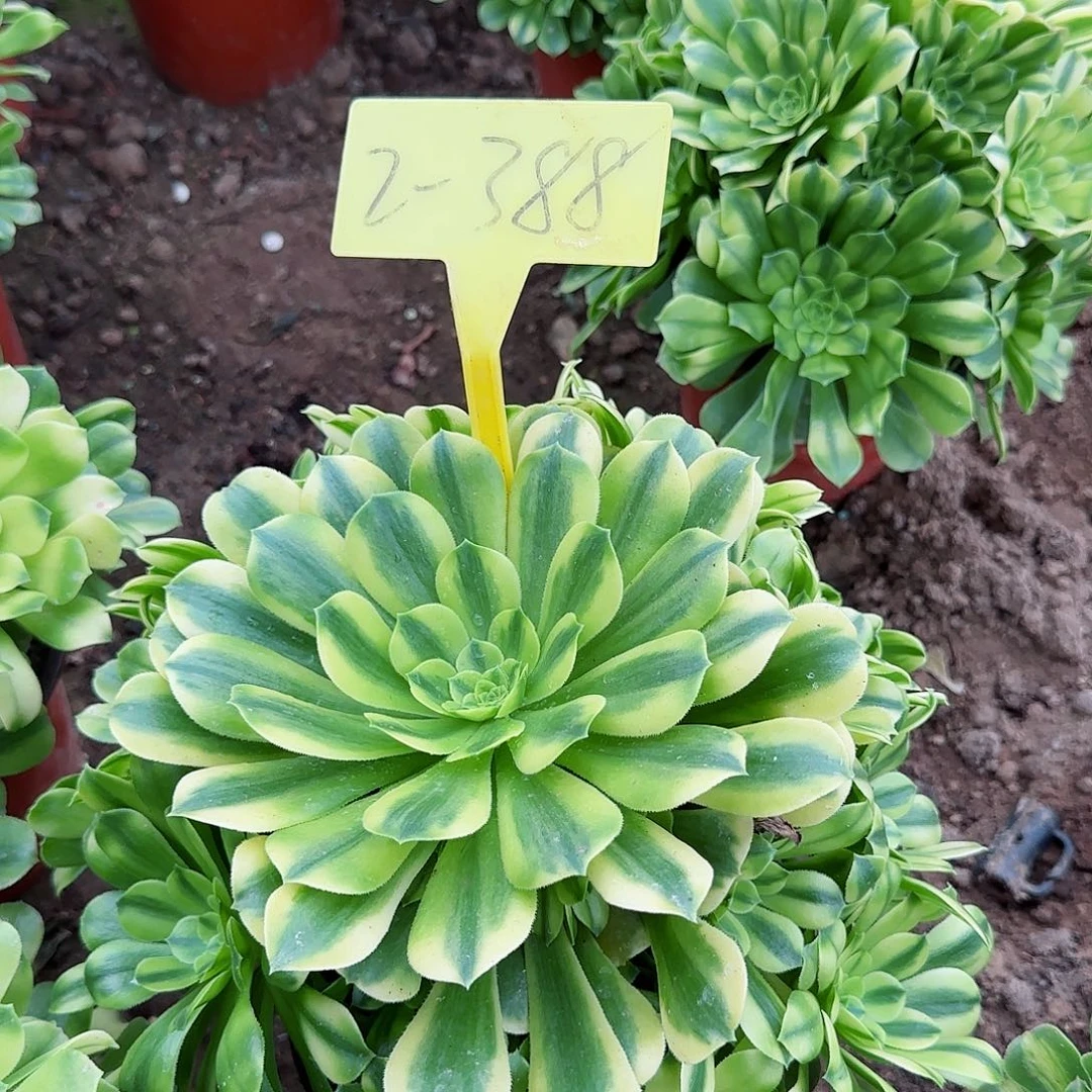 2-388---金丝翡翠琉璃