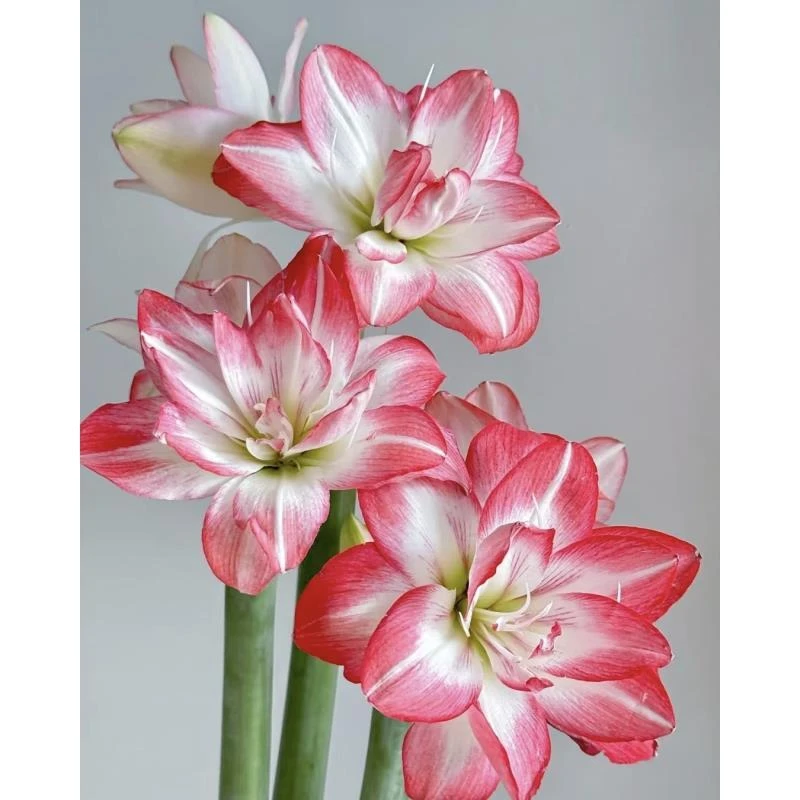 [进口朱顶红种球] 双王+花孔雀+滑稽演员+漂亮女神 重瓣包对版