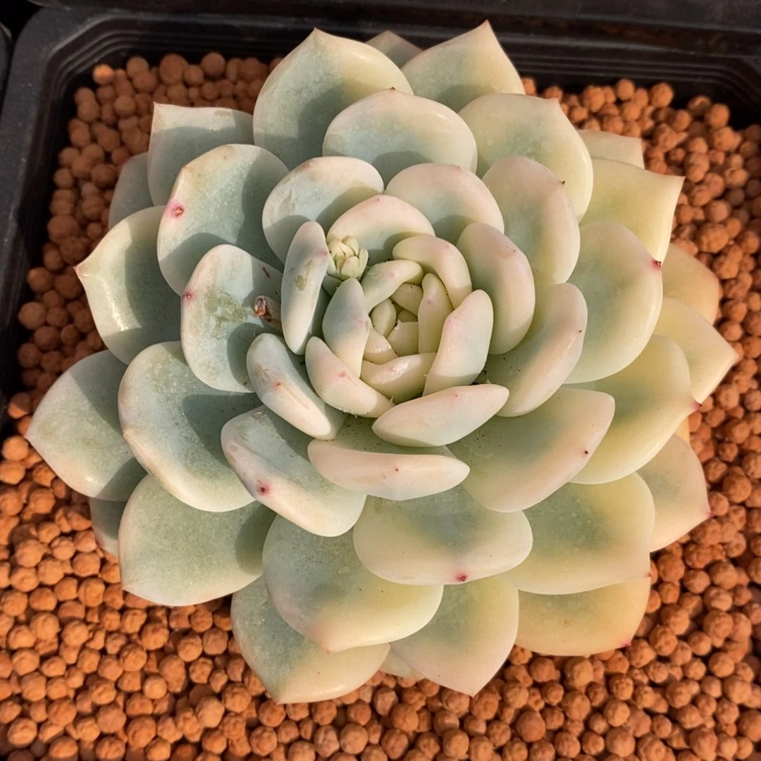 小*子梦露锦多肉植物