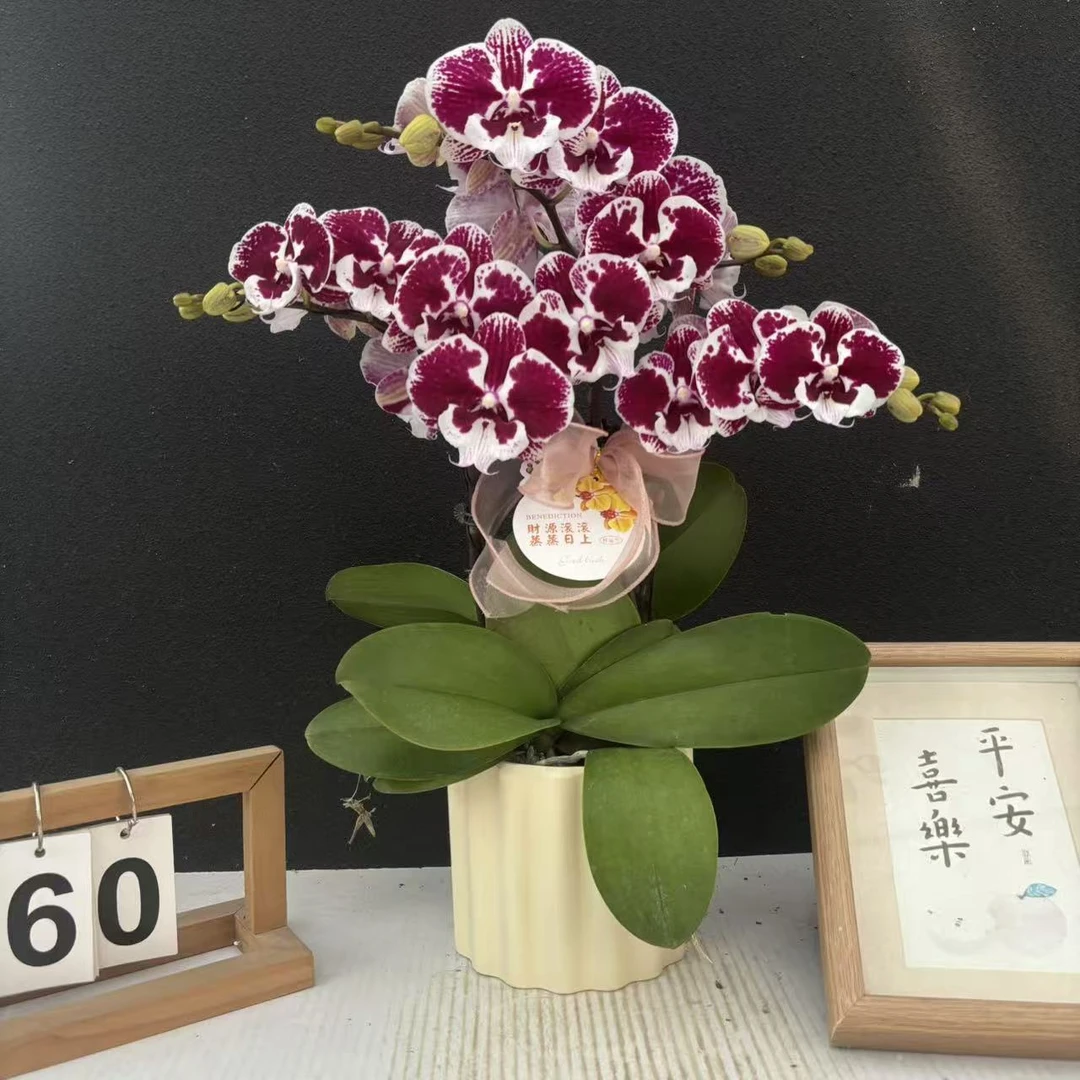 （卡布奇诺）稀有品种蝴蝶兰精美艺术鲜花组盆花卉
