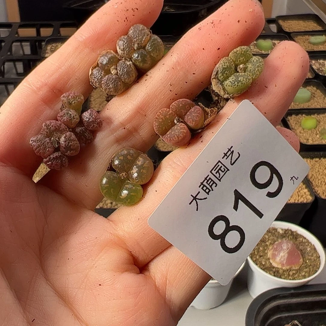 一物一拍。         819