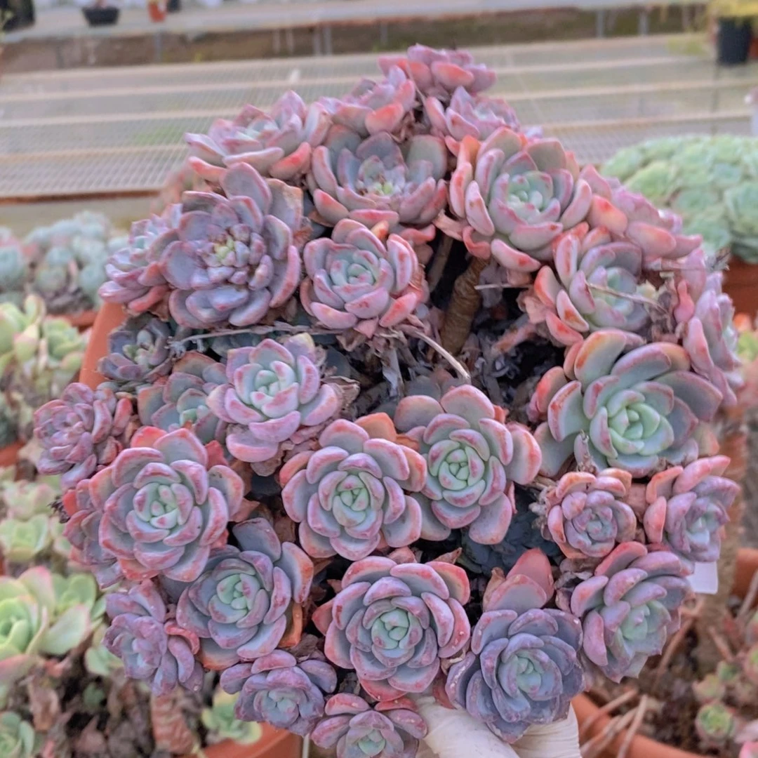 7244千山雪一物一拍