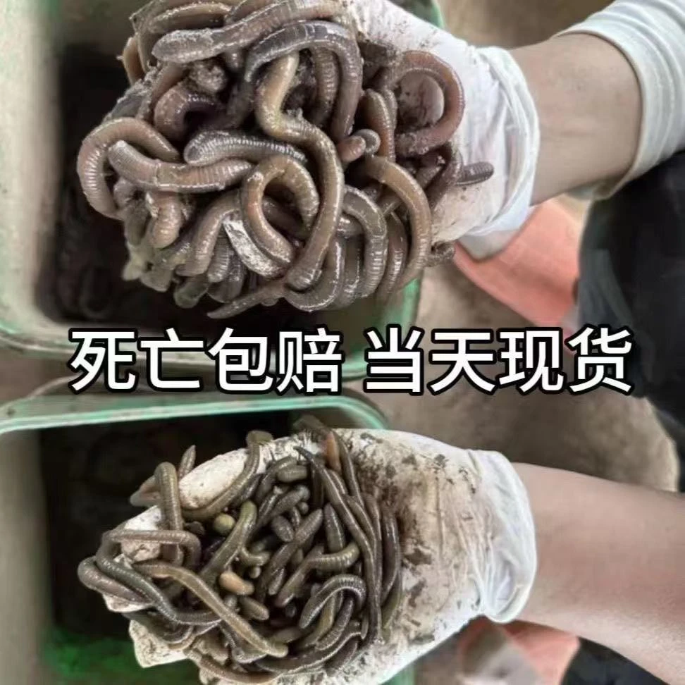 活体青蚯蚓鲜活钓黄鳝诱饵蚯蚓地龙松土蚯蚓钓鱼鲜活饵