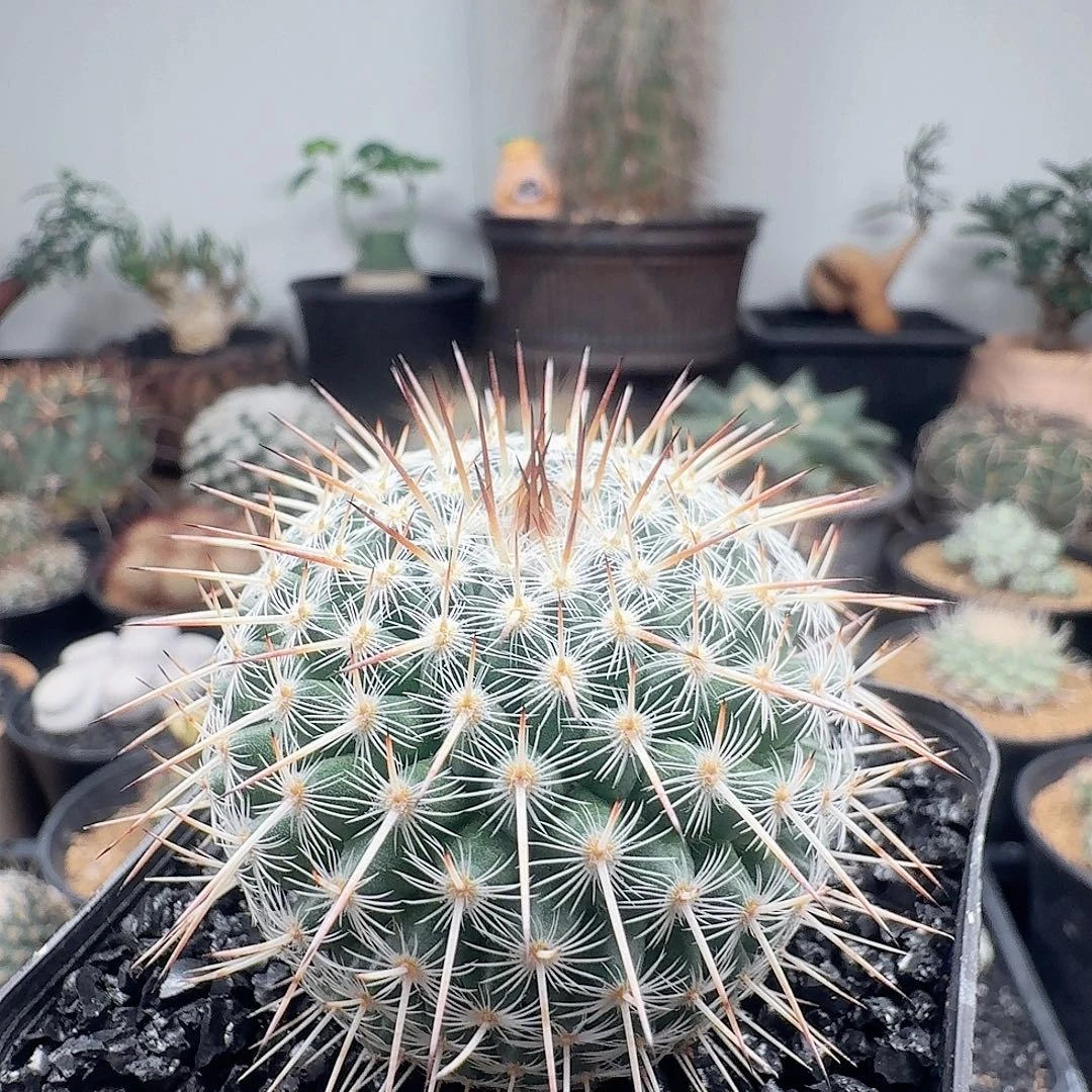 安***乔实生白王脱土发货
