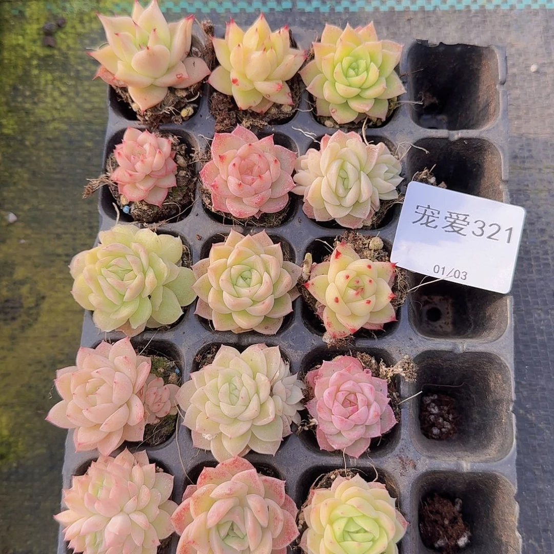 直播福利一物一拍321