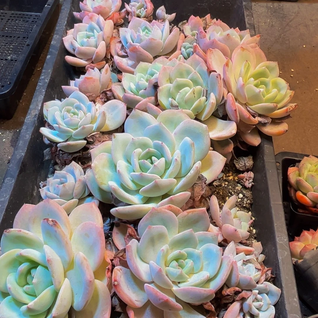 梦***子417多肉的我也是很喜欢