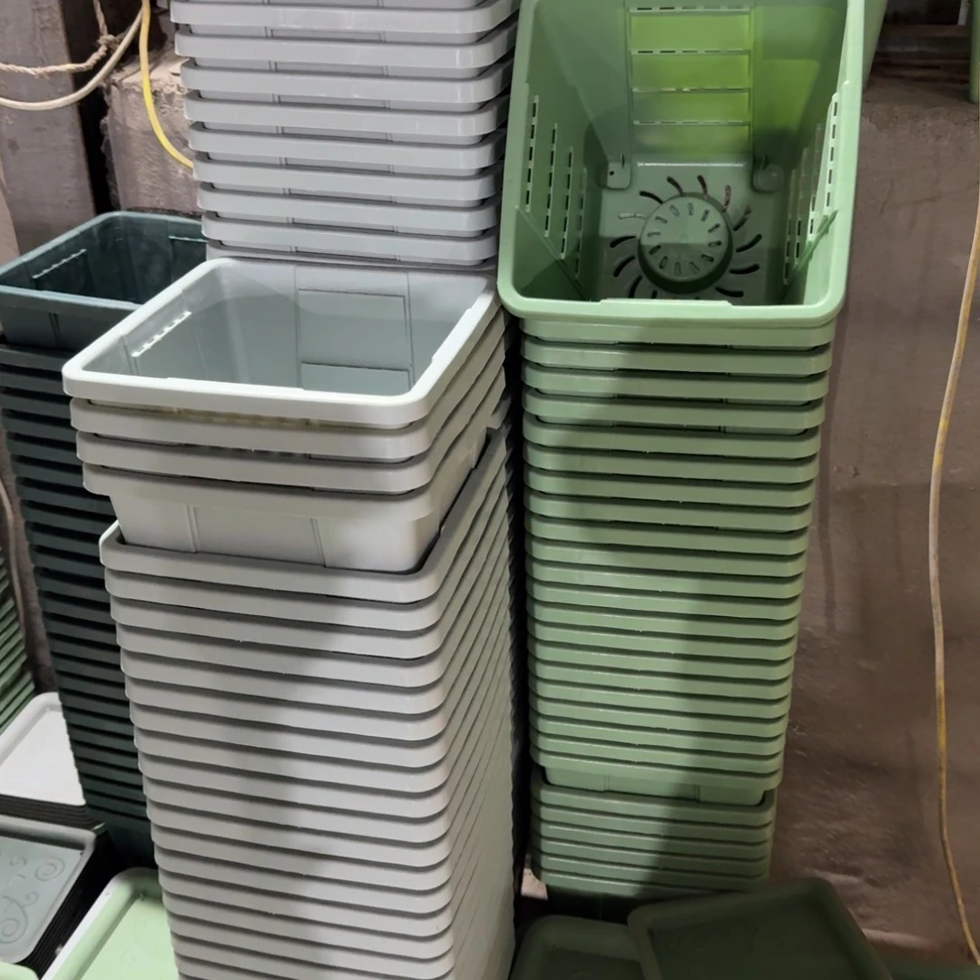 方鼎4号5个盆果绿色的