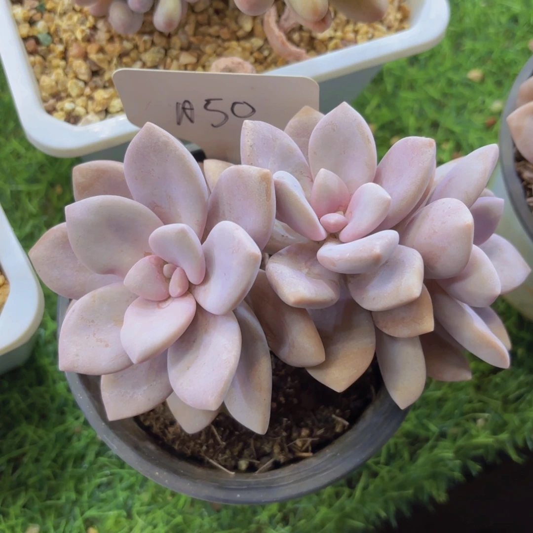 于***楠我的小可爱们都好可爱