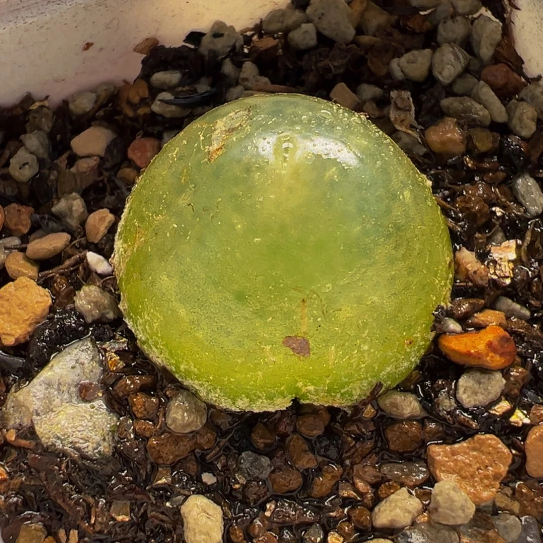452多肉植物种类多样