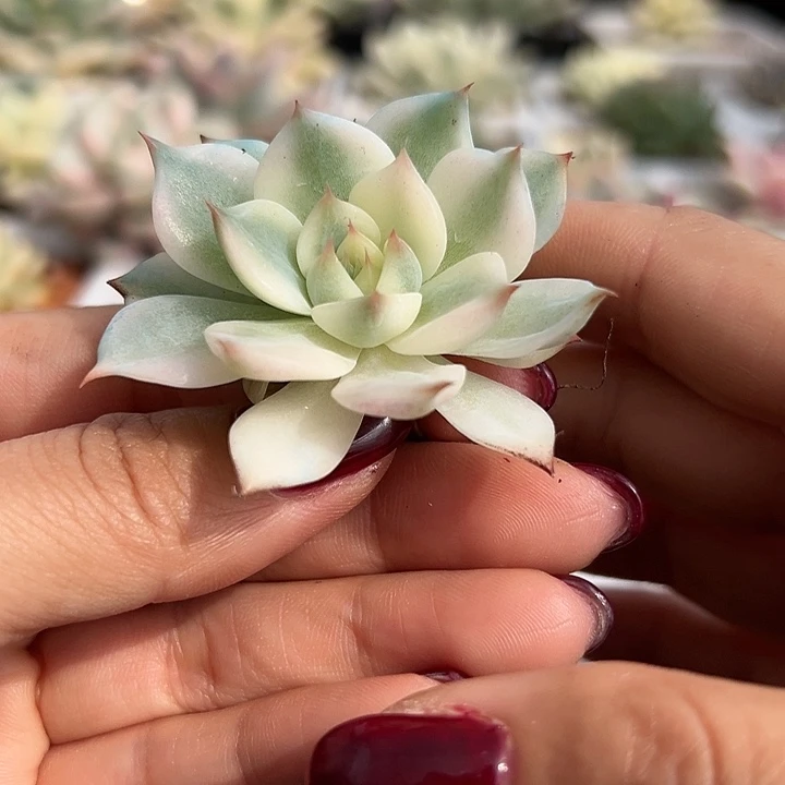 吉娃娃锦多肉小单头