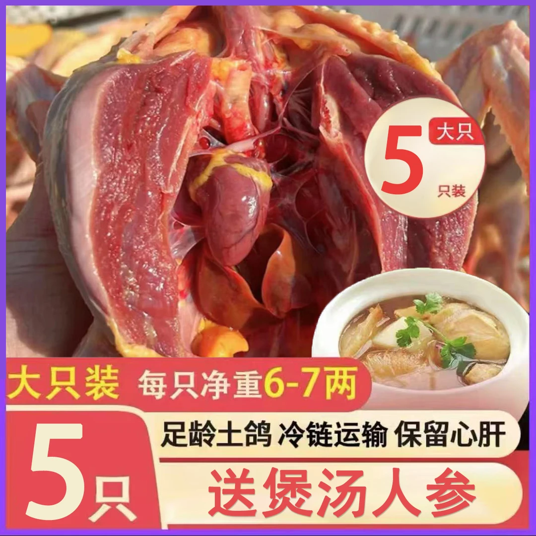 【5只老土鸽】新鲜现杀土鸽子 炖肉煲汤 300g/只*5送一根人参