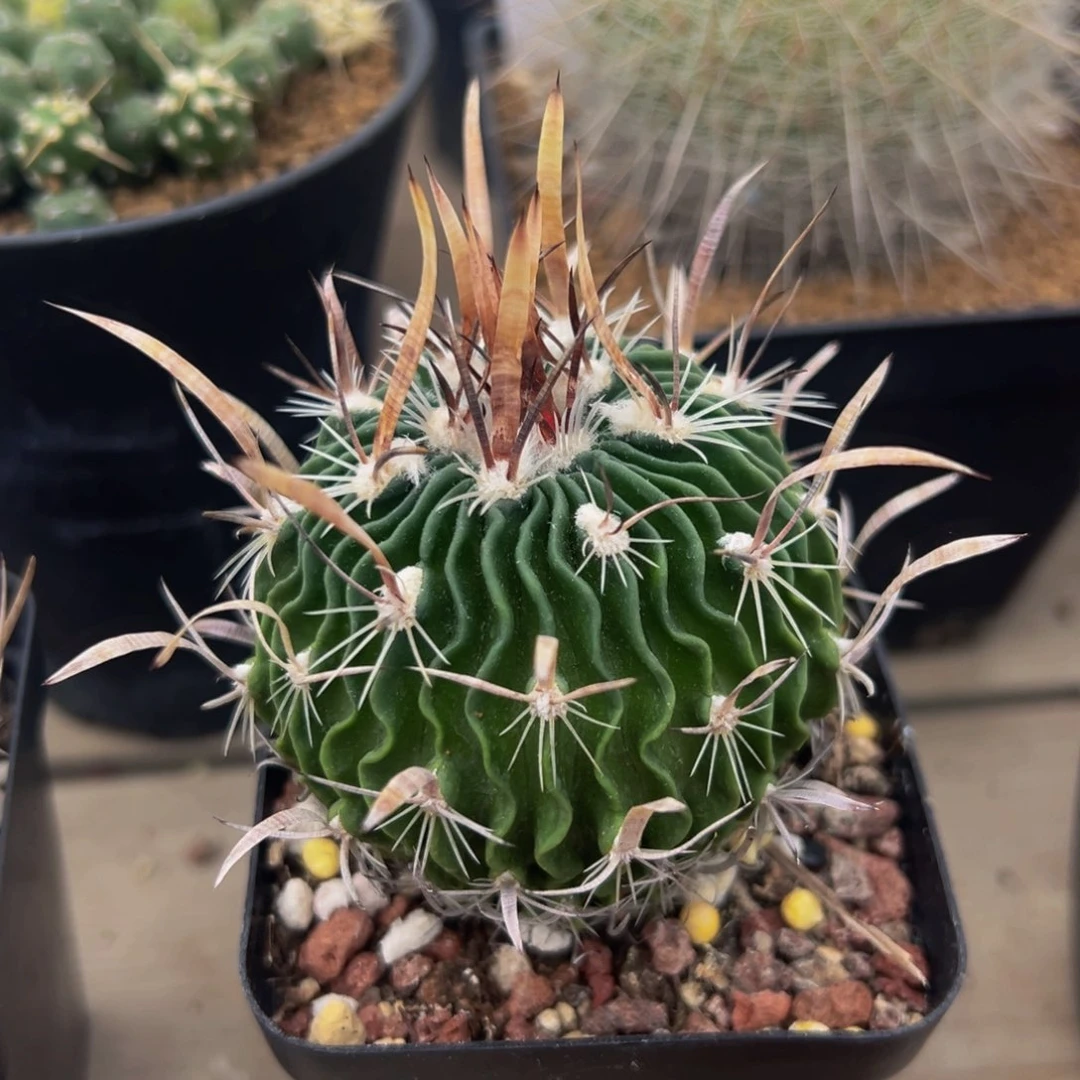 多棱玉多肉植物带盆土