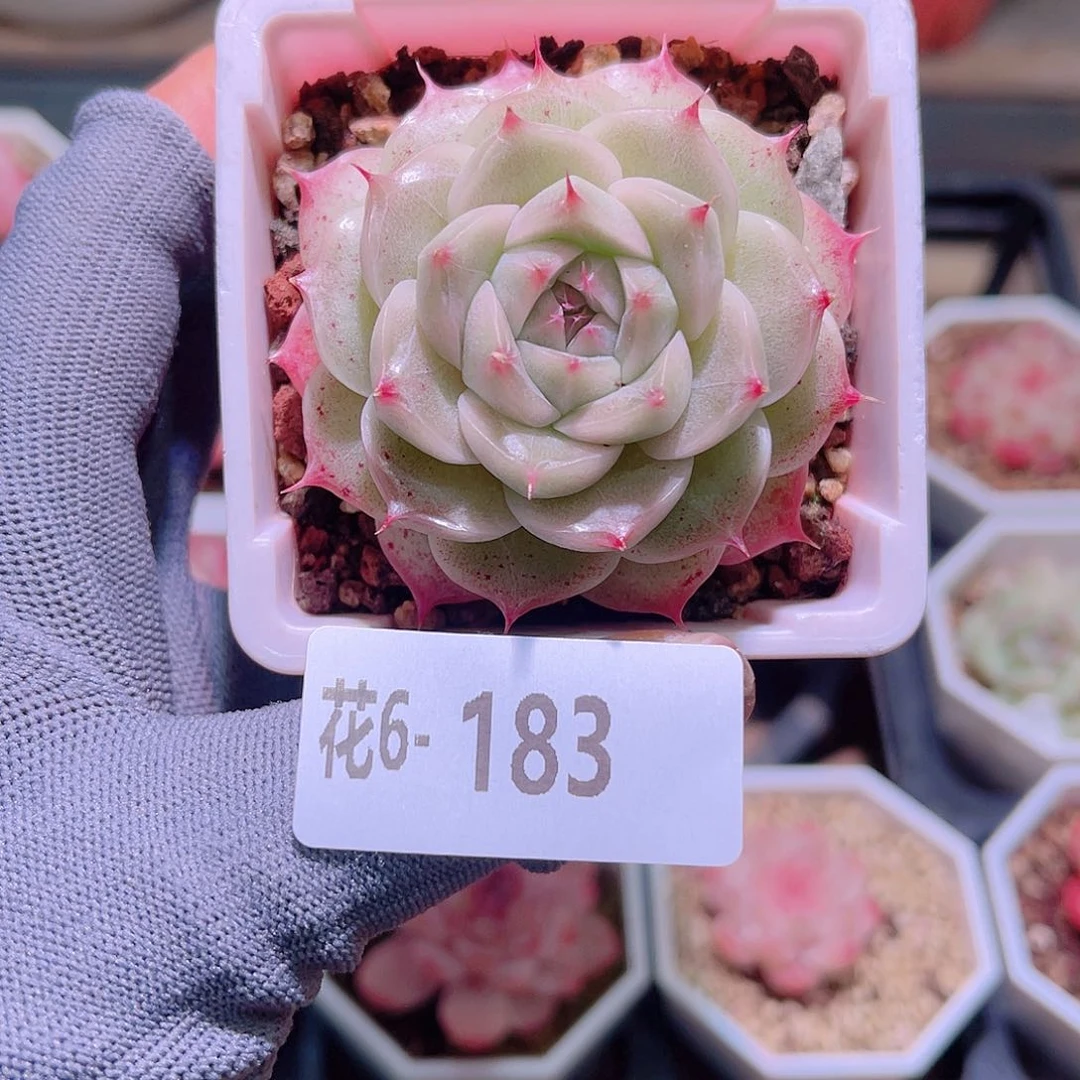 花06-183海王单头