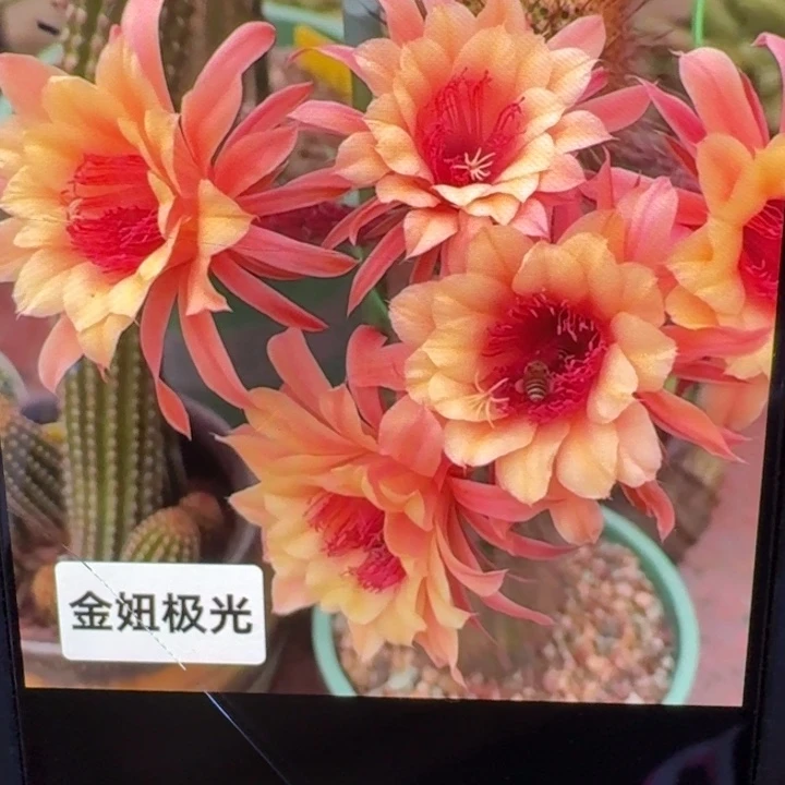 240金妞极光歪4公分左右无根侧牙，20包邮