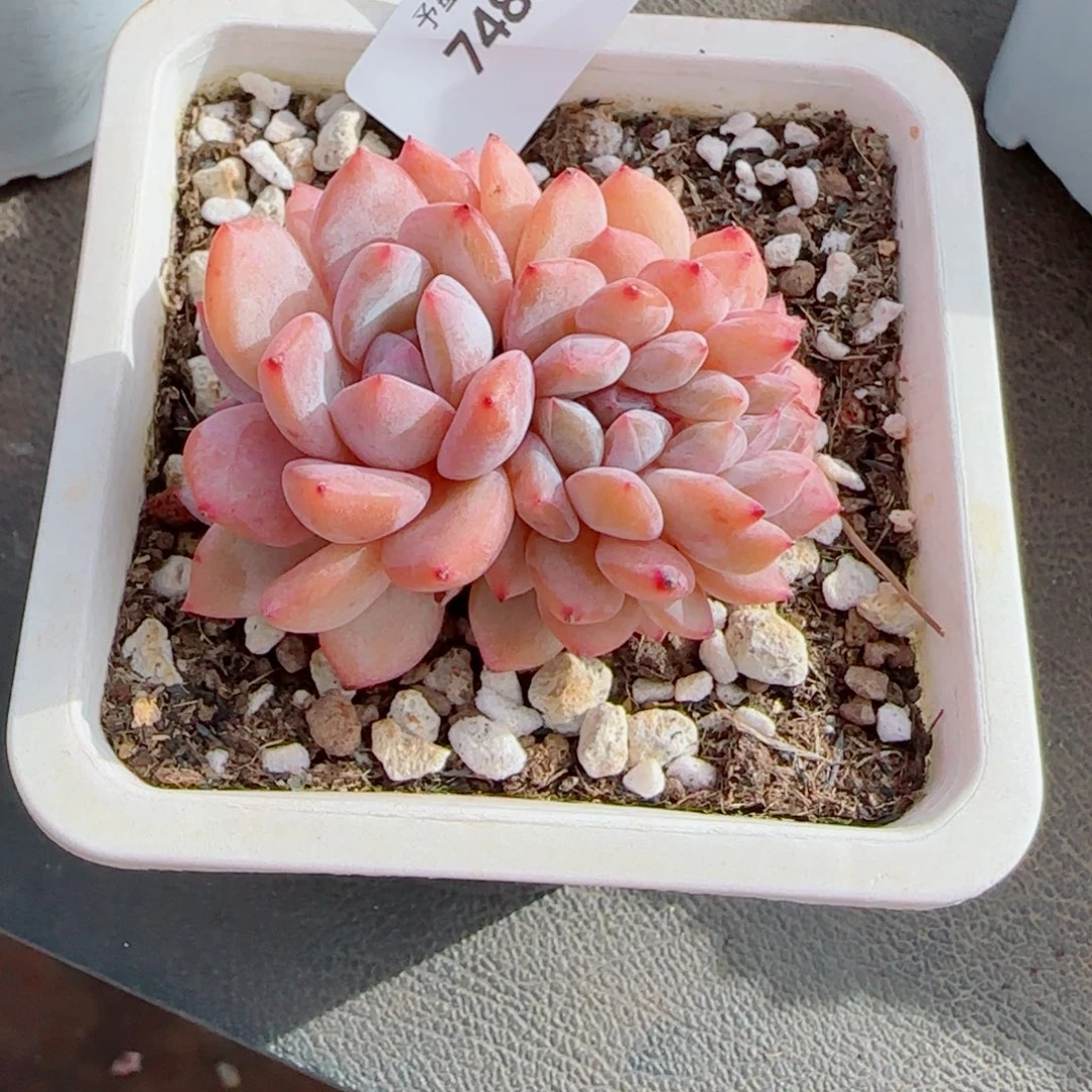 橙子缀化，7483多肉植物