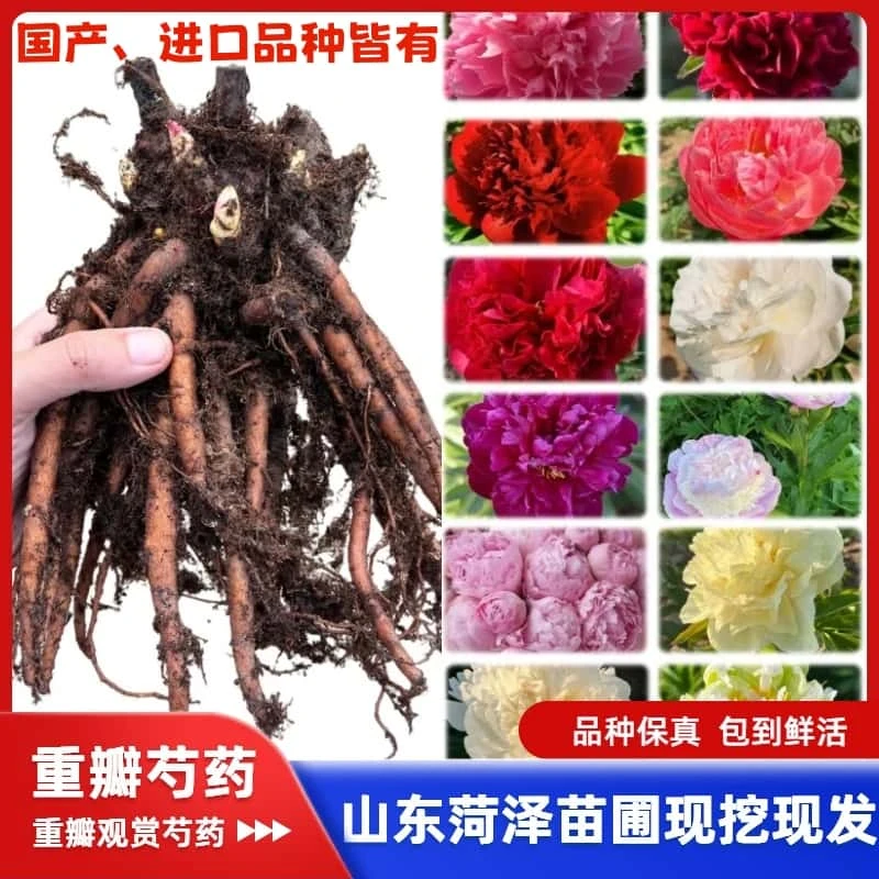 芍药花苗四季易活多年生花卉植物室内盆栽庭院地栽芍药花根块带芽
