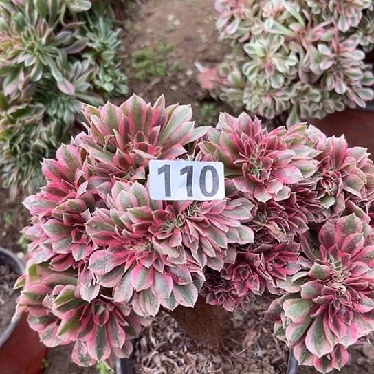 米***家多肉植物一个女巫110