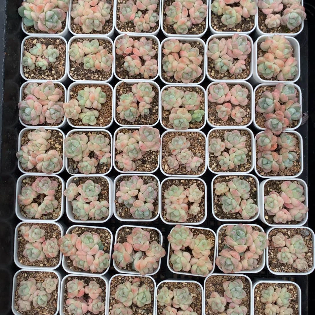 小脸奶油冰玉多肉一颗4厘米盆带盆发