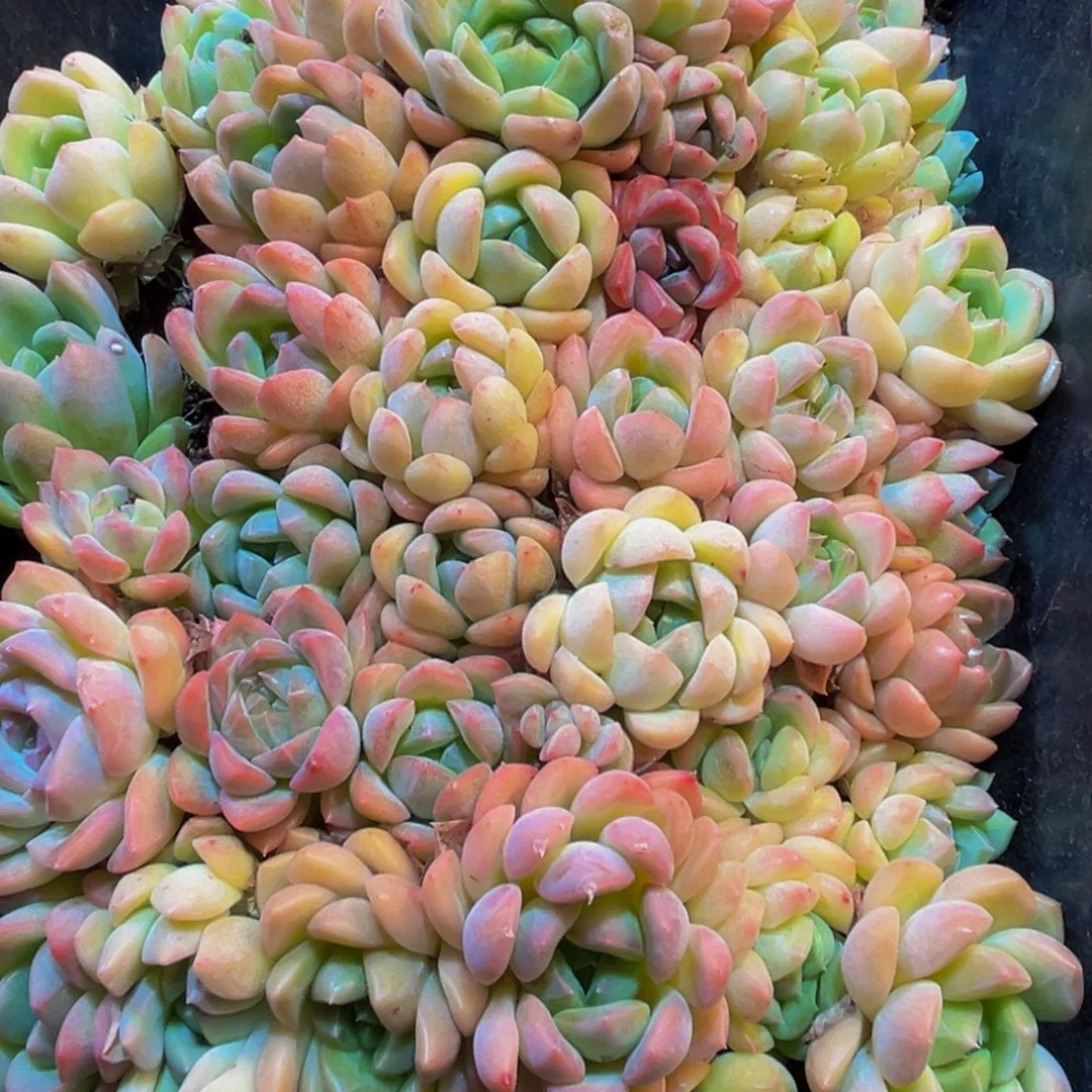 014多肉葡萄干的味道真的很