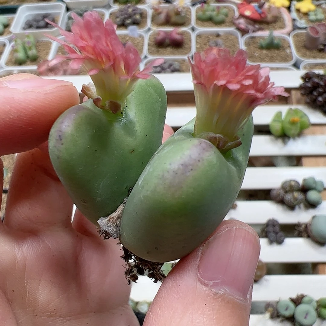 【闪购商品】294 粉花