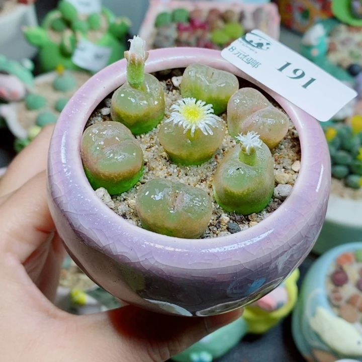 生石花花花花花花191