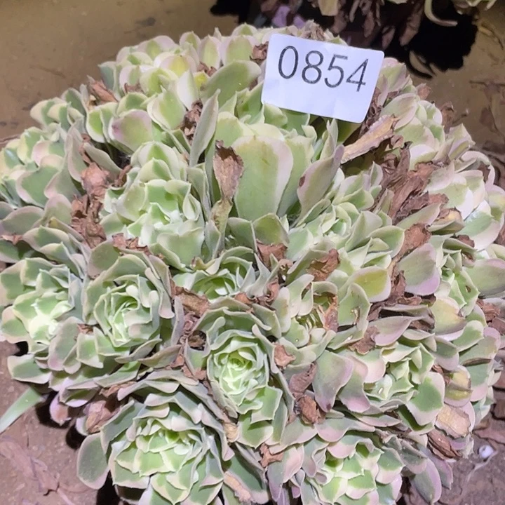 多肉植物法师854白凤