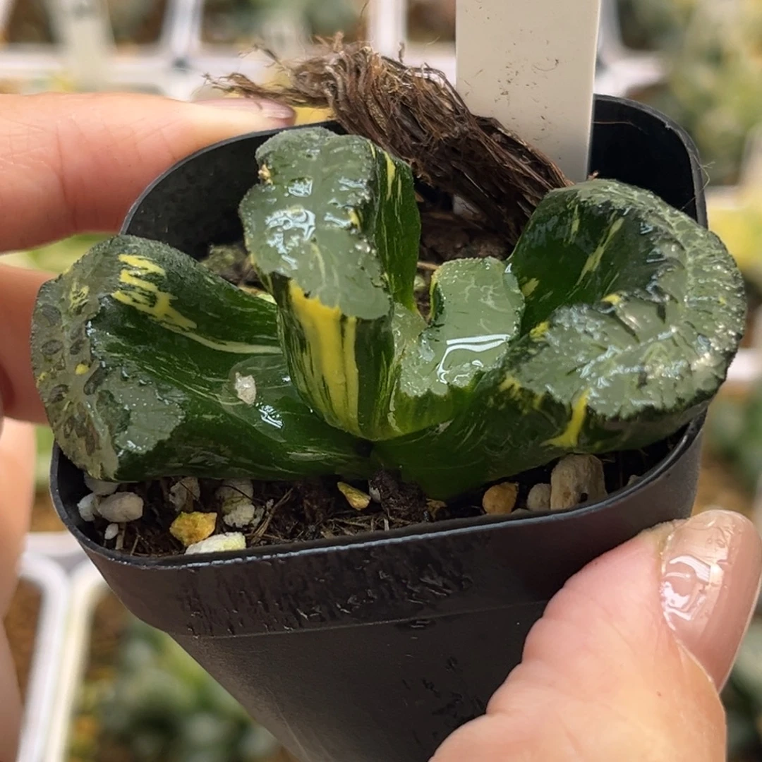 40北斋玉扇锦福利专场