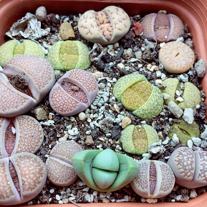 M****）我是一只小小鸟地域鬼的人506