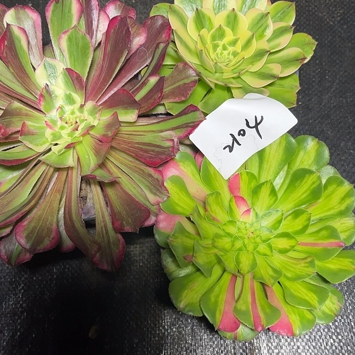 3颗多肉植物保护专业2104