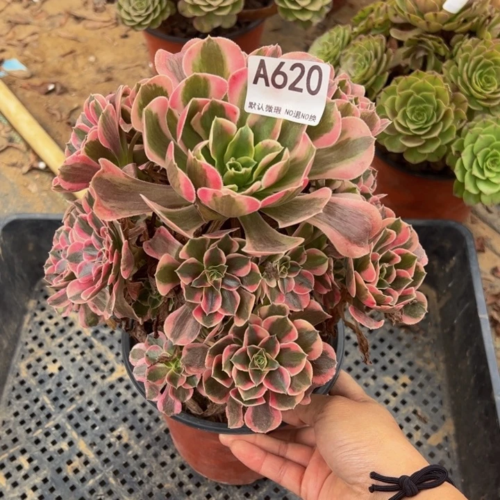 粉女郎多肉植物620.