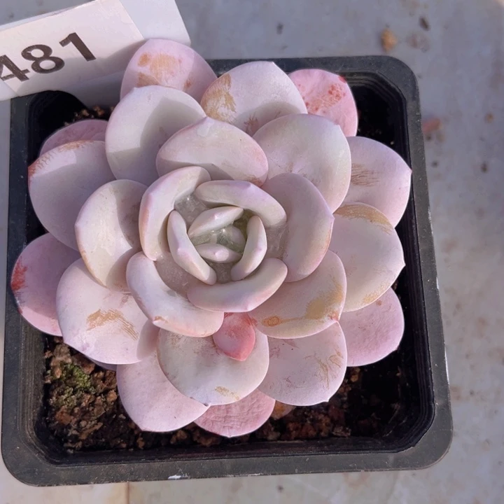 健健康康平平安安