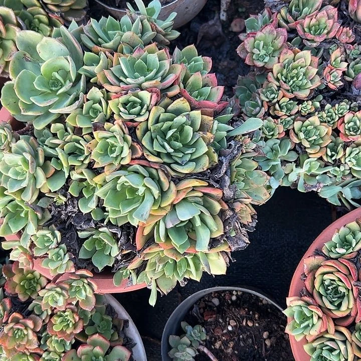 刘***雨多肉植物实物直播实物30