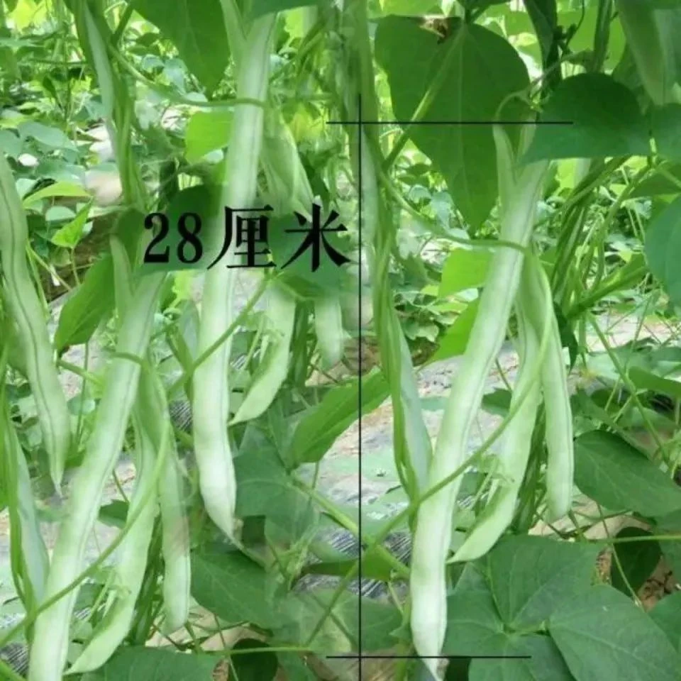 摘不败精品97-5架豆王种子【当季新种】易种栽培高产种植品春季爆品
