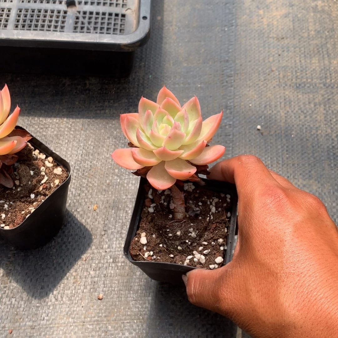 你说吧别在打电话发过来