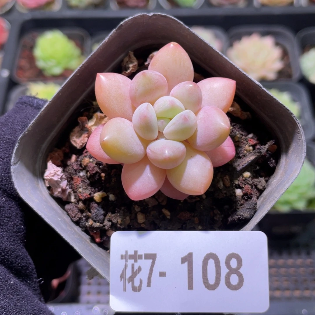 花利美7-108泡泡糖