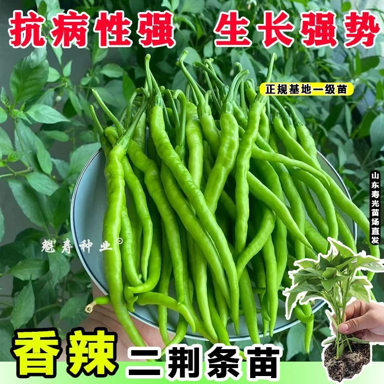 山东青红香辣二荆条苗秧带土球线椒种子苗场直发四季阳台盆栽庭院