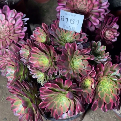 朝霞多肉多肉8161