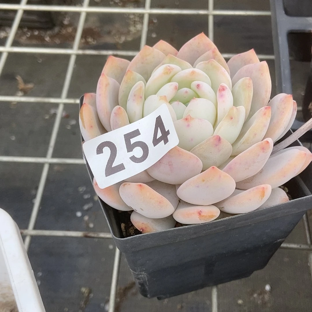 橙大颗一物一拍254