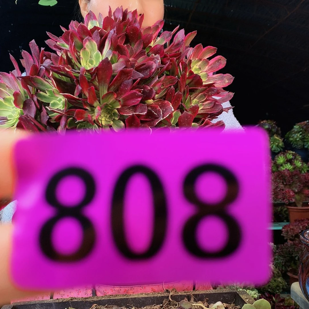 sssssssssssssssssssssssssss808