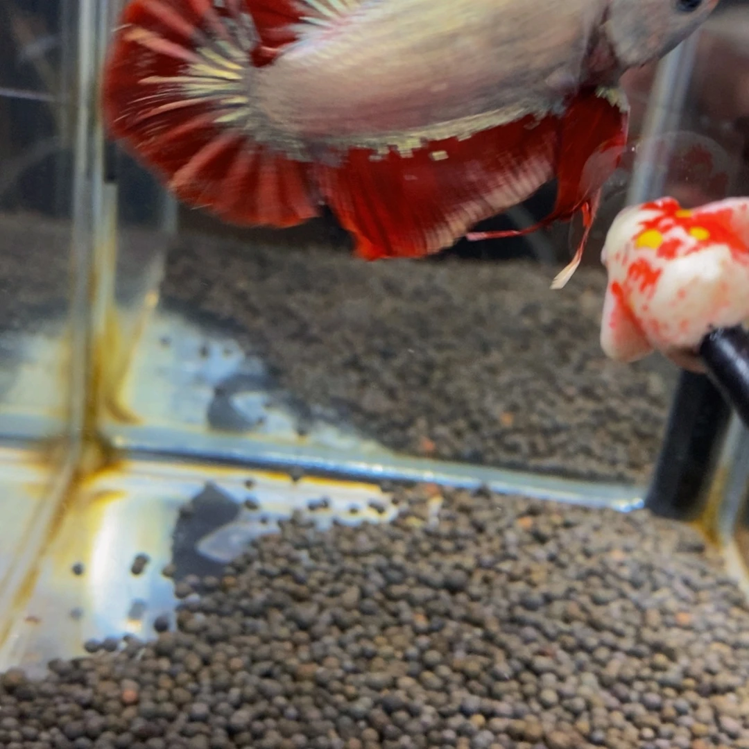 斗鱼185巨斗11111