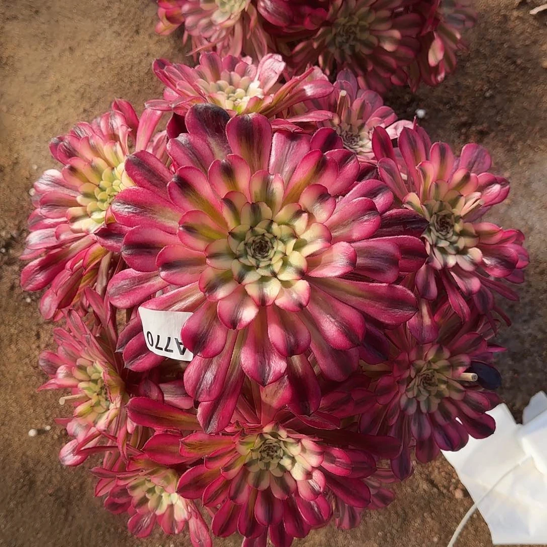 多肉植物十里红妆770