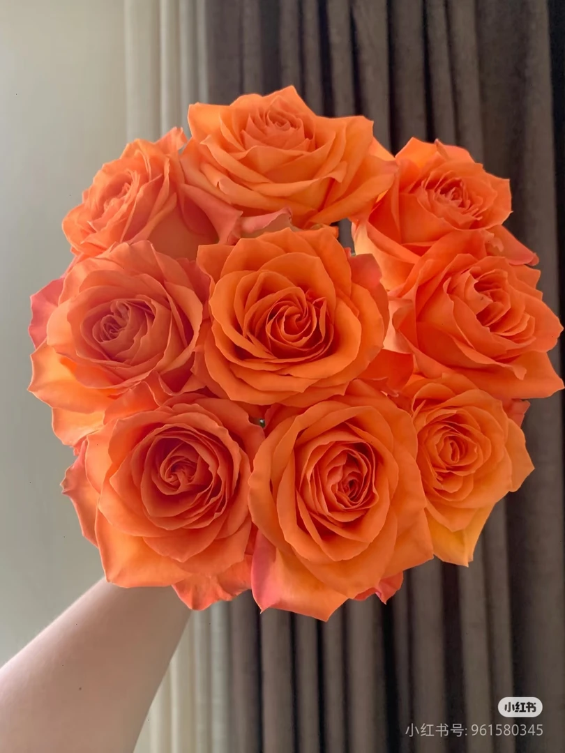 国王日玫瑰【收到花一定要醒花，不会的请联系客服】