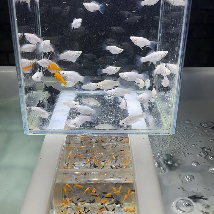 海水鱼淡水三色玛丽球小鱼10➕10备损总20条另外送50条小鱼苗