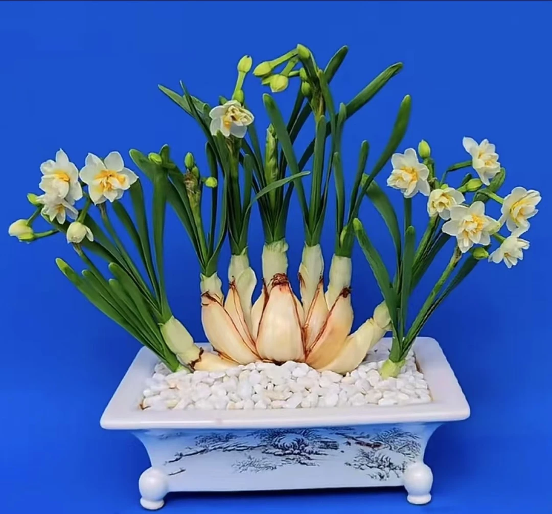 【京东包邮】复瓣（重瓣）八字切漳州水仙花种球花特级大球水培植物