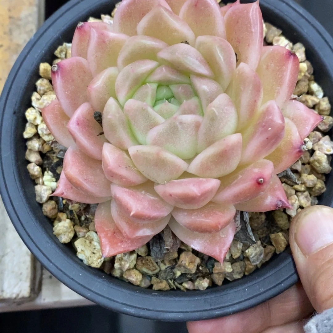 精品多肉一物拍不包整456