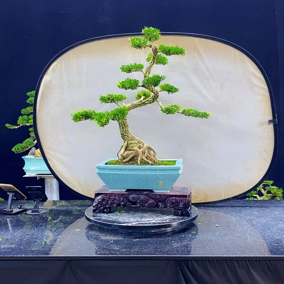 无花朵黄杨盆景造型