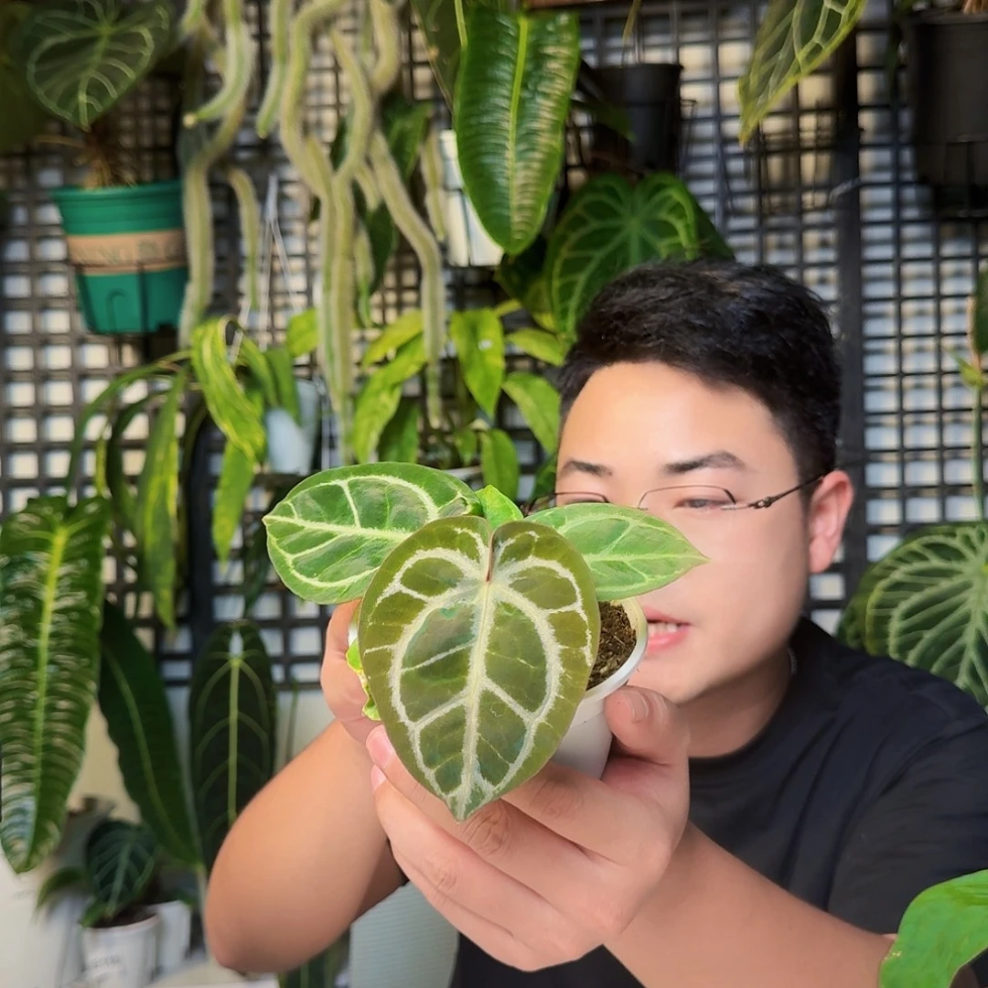 ￴***彪无花朵一物一拍W140