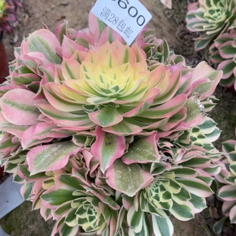 白凤多肉多肉5600